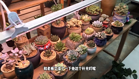 花卉种植植物补光灯有用吗 和普通的灯光不一样 可以崔进光合作用 爱言情 花卉种植植物补光灯有用吗 和普通的灯光不一样 可以崔进光合作用 爱言情