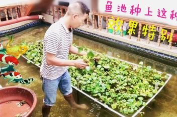 私家小鱼池有水草养食用 百度视频搜索 私家小鱼池有水草养食用 百度视频搜索
