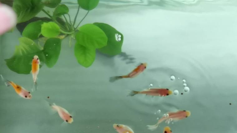 金鱼到水面上吐泡泡 百度