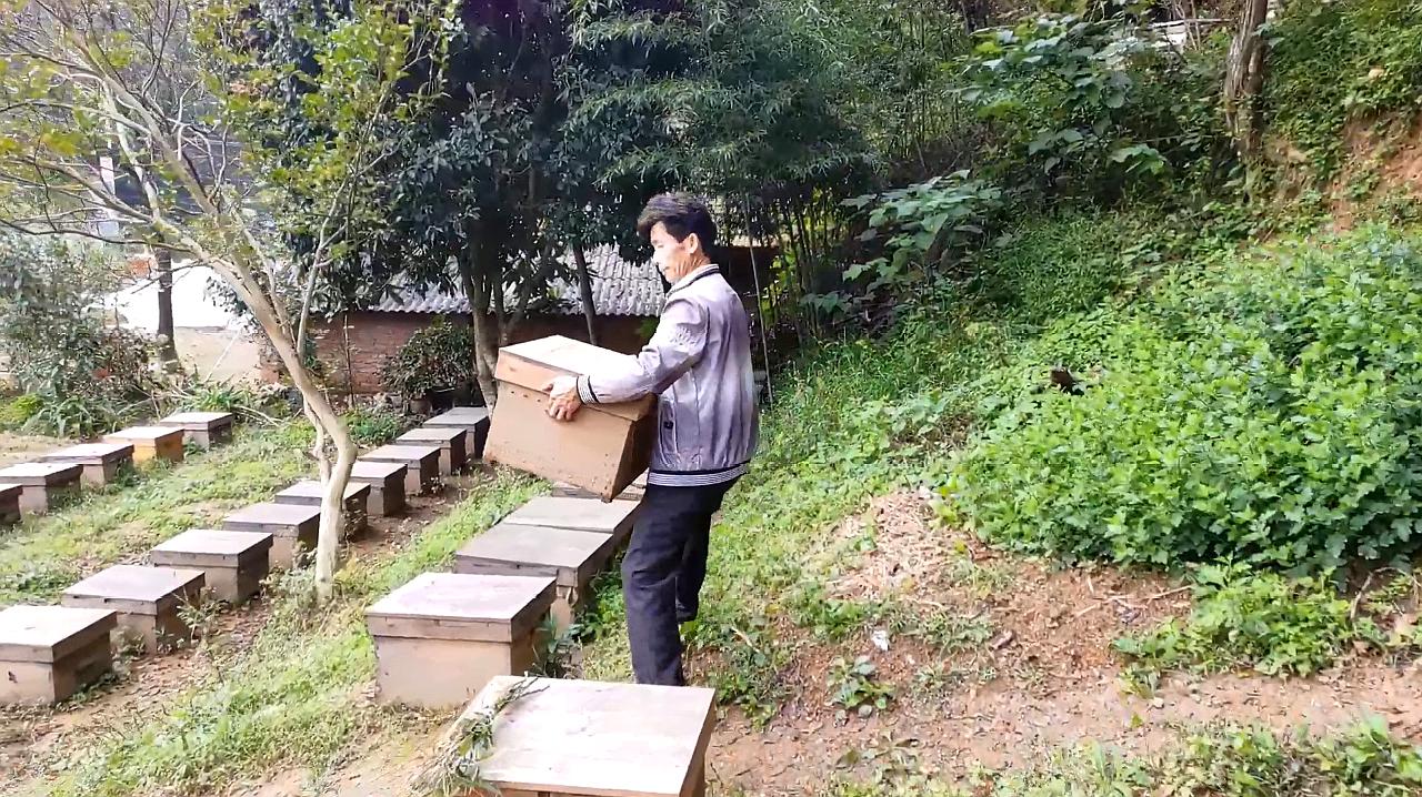 老师傅教你养蜂方法之二