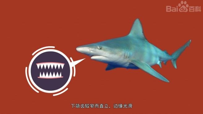 北河露齿鲨图片