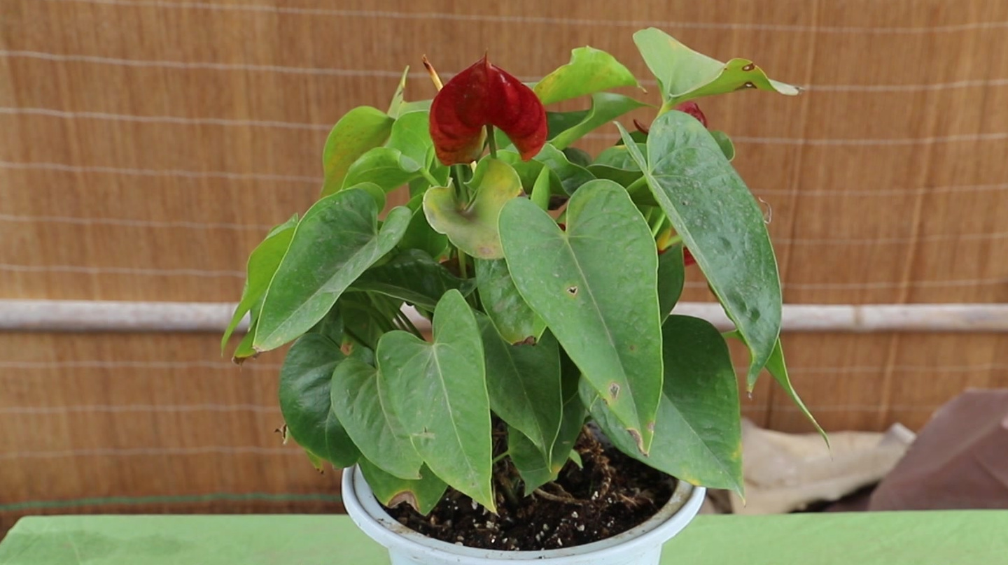 1红掌褪色的原因及解决方法:首先就是自然生长规律,过了花期自然就会