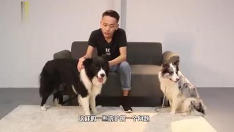 智商排名第一的边境牧羊犬 为什么养的人却很少 相关视频 今天介绍的是 智商排名第一的 边境牧羊犬 聪明居然也是一种缺点 爱言情 智商排名第一的边境牧羊犬 为什么养的人却很少 相关视频 今天介绍的是 智商排名第一的 边境牧羊犬 聪明居然也是一种缺点 爱言情