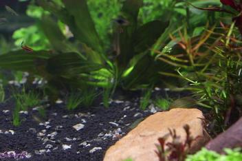 刚买回来的水草如何放入鱼缸 百度视频搜索