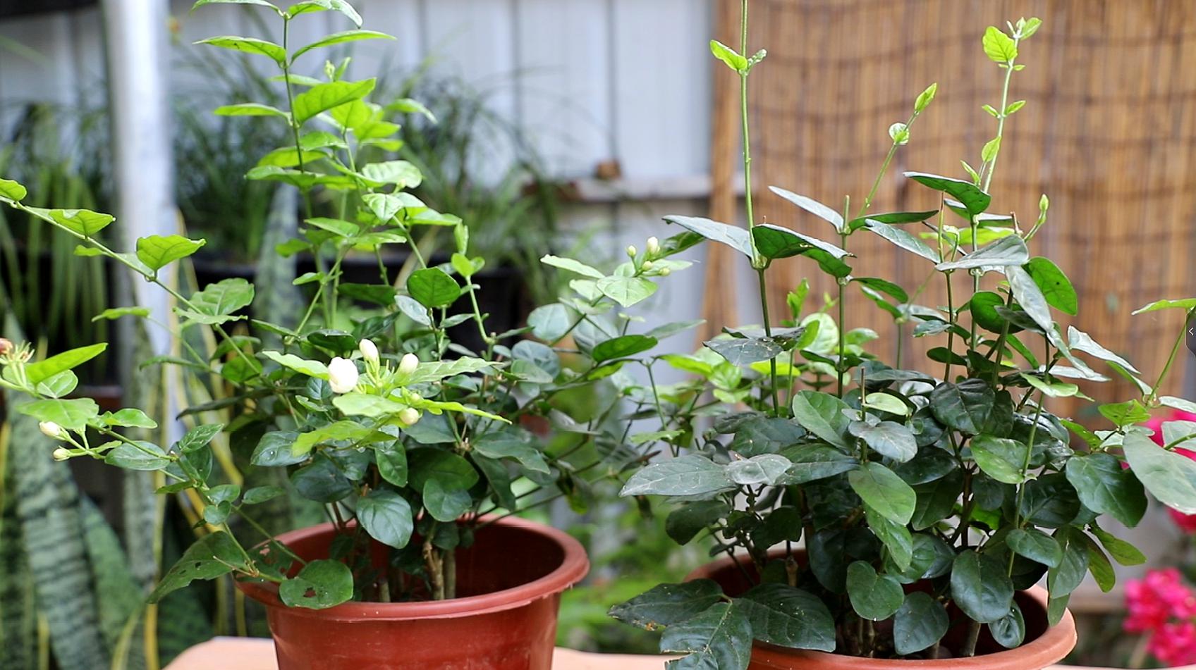 植物怎么养