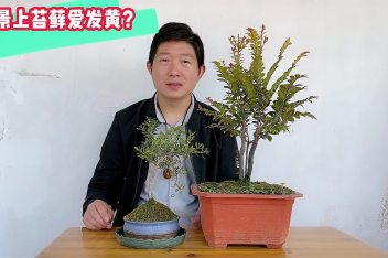 干苔藓如何复活 百度视频搜索