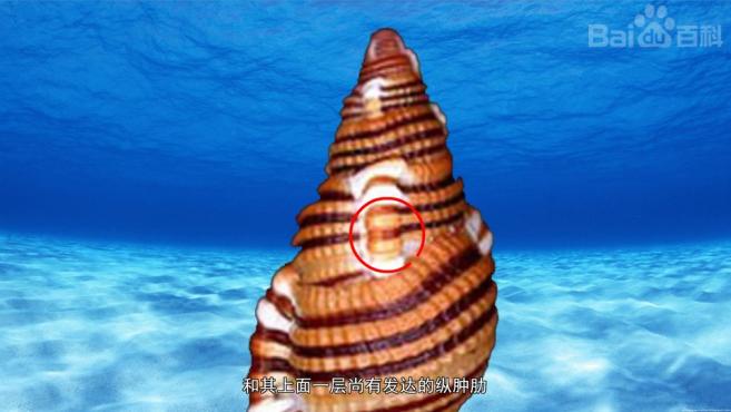 不同品种的嵌线螺,你认识几种?