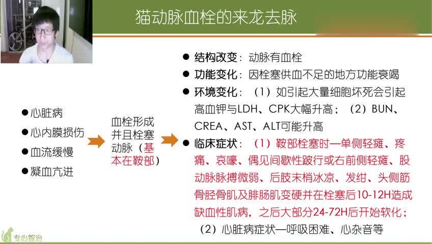 猫血栓能活下来吗_百度视频搜索