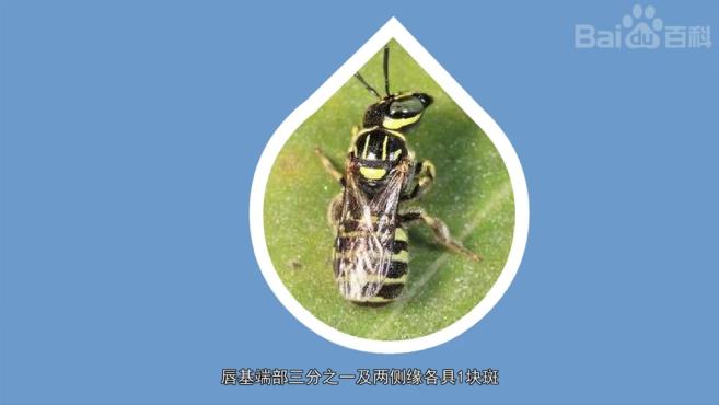 黄斑蜂那么多种,你见过哪种?