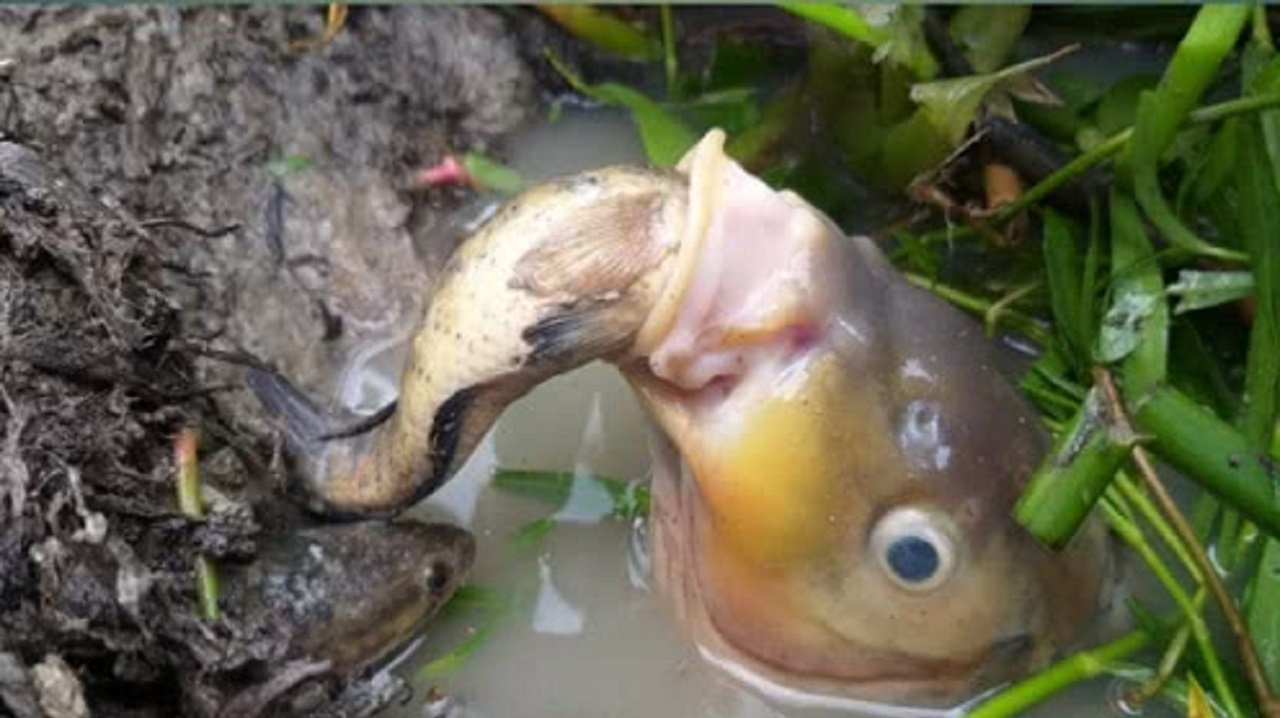 海鳗鲶鱼