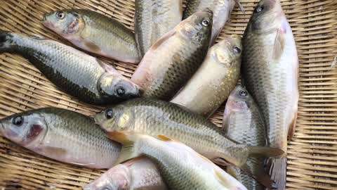 禾花鱼肉鲜味美,好吃停不下来!