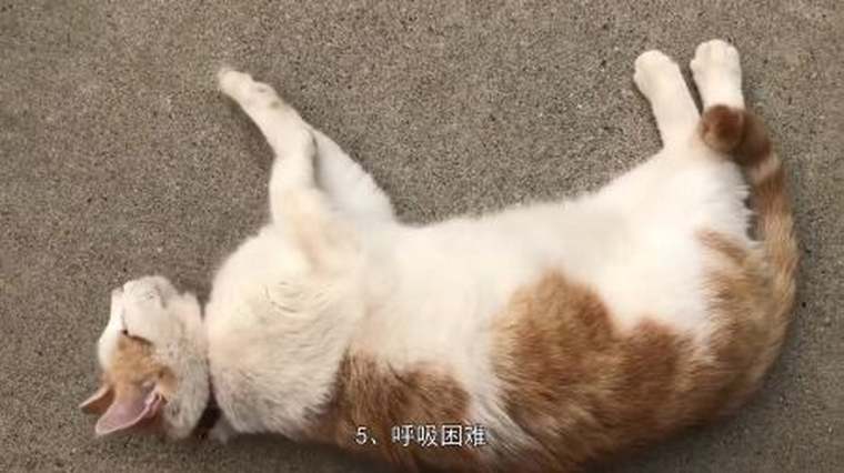 猫临死前的抽搐期 百度