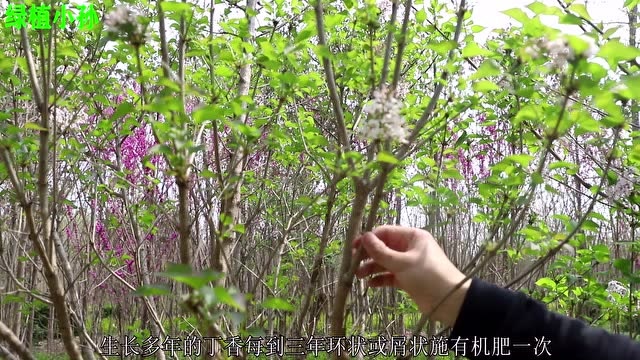 丁香花的养殖方法和注意事项