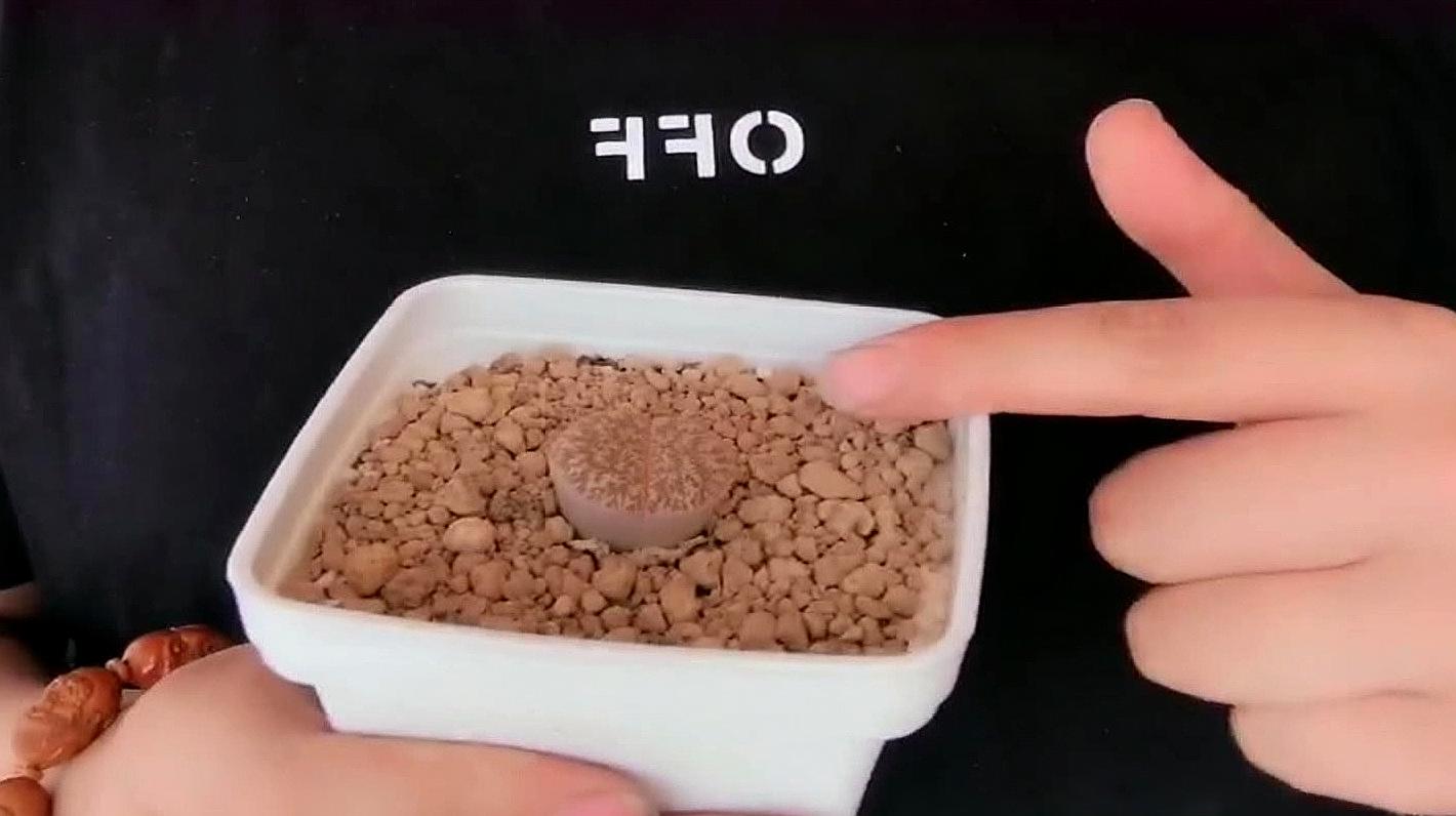 生石花繁殖主要是种子播种,正常四年左右都能开花