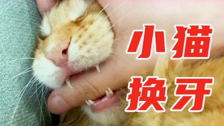5至6个月大的小猫 上面的一颗犬齿断了 好像还留了点牙根在那里 它的牙还会再长吗 断掉的牙根要怎么处 相关视频 超级萌宠 5只6个月大的小猫 谁要抱回家 爱言情