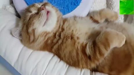猫咪都这么大了 睡觉还像小宝宝一样 真可爱 爱言情