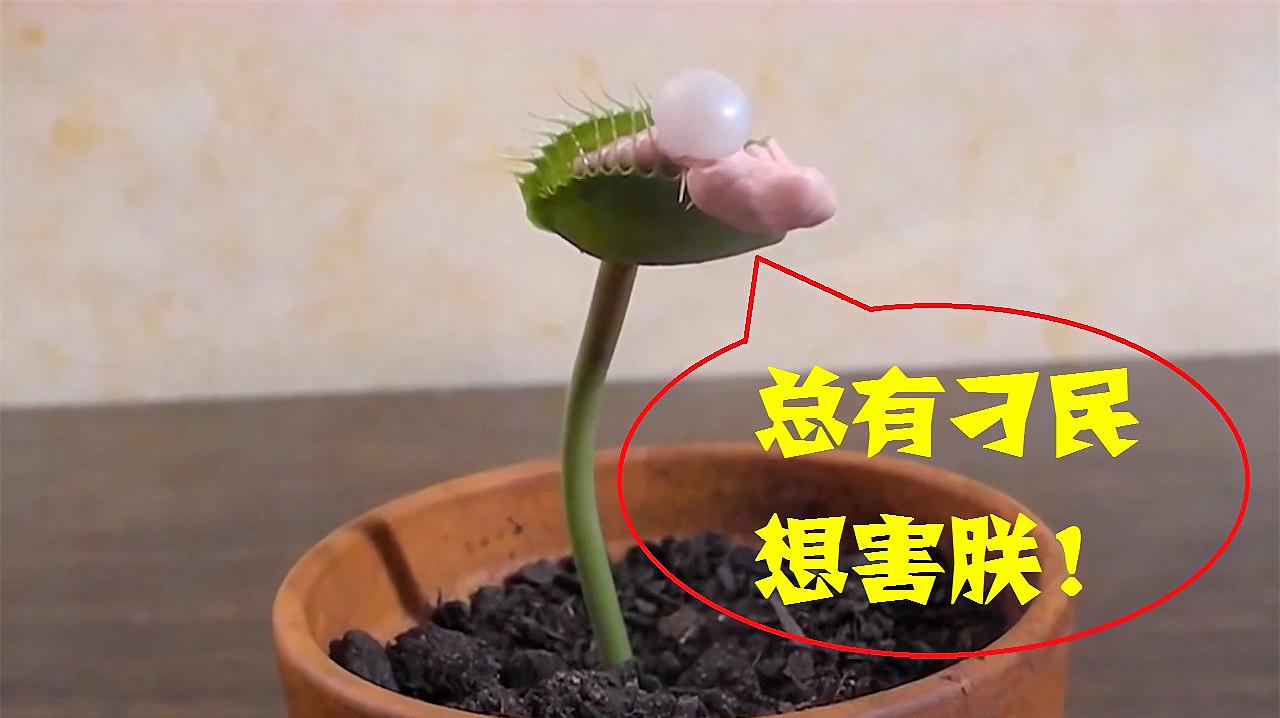 盘点那些有"感觉"的植物