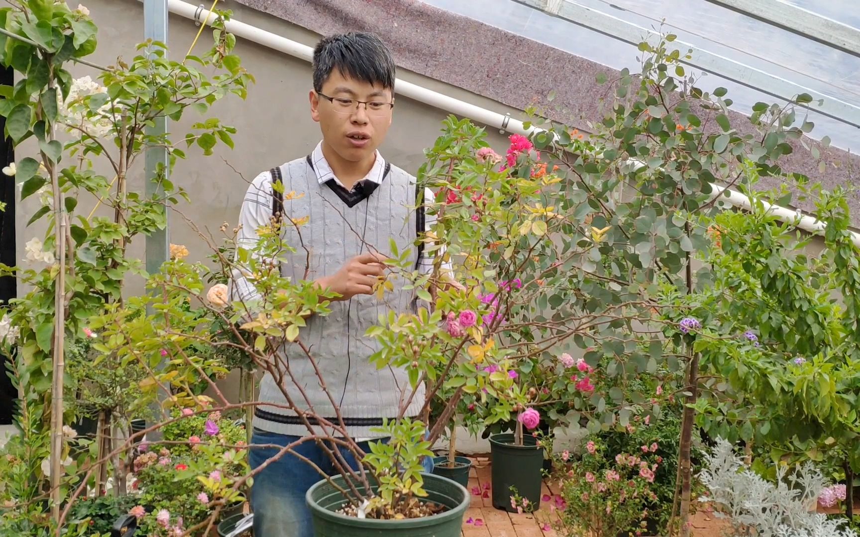那就嫁接这个月季品种