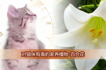 百合花粉弄小猫脸上怎么办 百度视频搜索