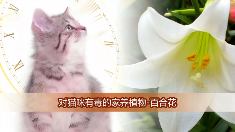 哪些花对猫是无毒的 百度 哪些花对猫是无毒的 百度