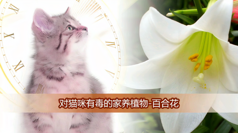 哪些花对猫是无毒的 百度