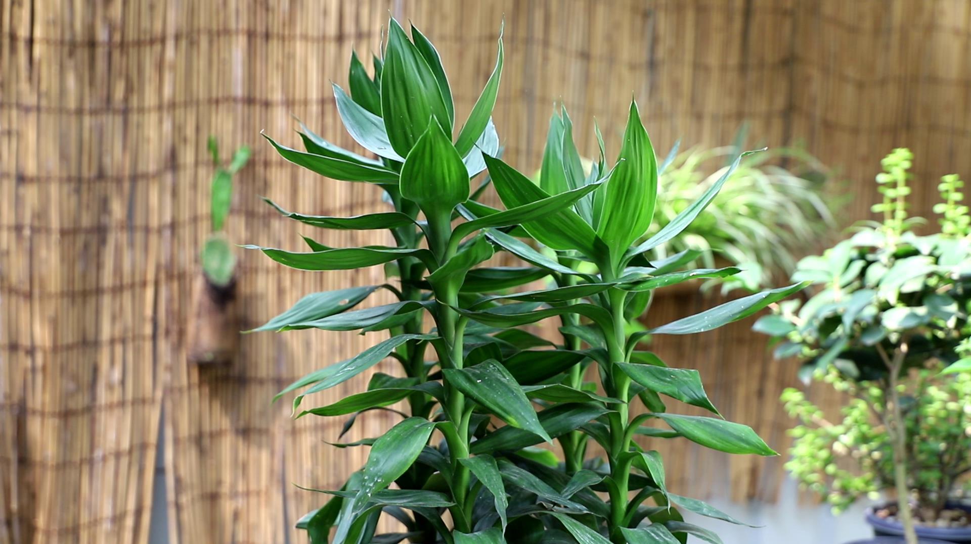 富贵竹养护用这些自制溶液,叶子油绿又光泽!