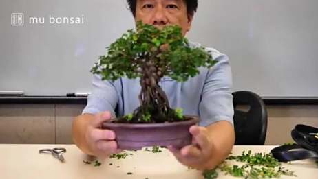 林庆祥盆景教学 盆景树形的表现要点 教给你如何去塑造精品树形 爱言情 林庆祥盆景教学 盆景树形的表现要点 教给你如何去塑造精品树形 爱言情