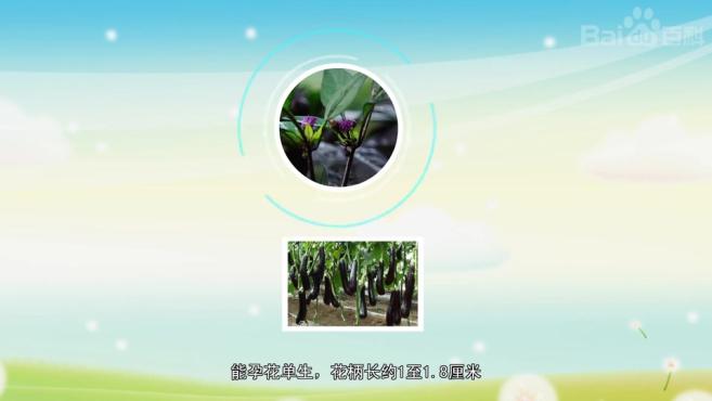 来源:好看视频【秒懂百科】原来野茄子长这样 4尼罗茄子的详细介绍