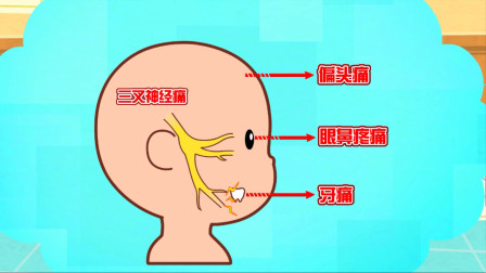 可可小爱:三叉神经在这里,牙疼还会牵连它们,你都知道吗