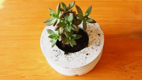 自制多肉花盆 最环保的种植方法 爱言情