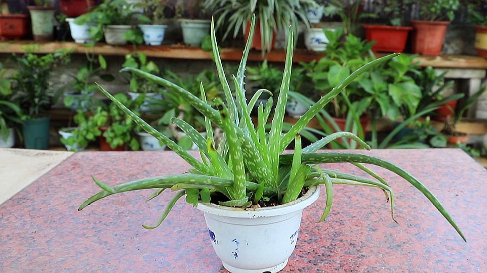 芦荟怎么养?