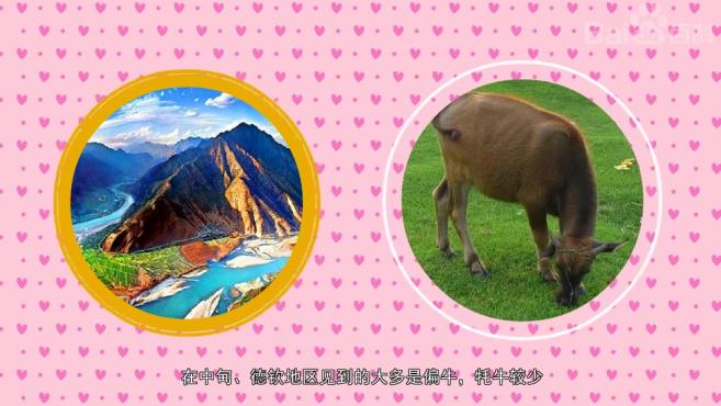 牛的种类繁多你知道几种6个视频