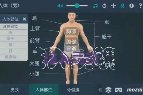 身体各部位的名称 百度