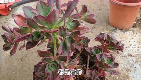 红富士法师这种多肉植物出状态很漂亮 徒长后和青菜一样很难看 爱言情