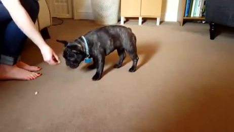 外国人买回一只法国斗牛犬 看看别人是这样训练的 爱言情