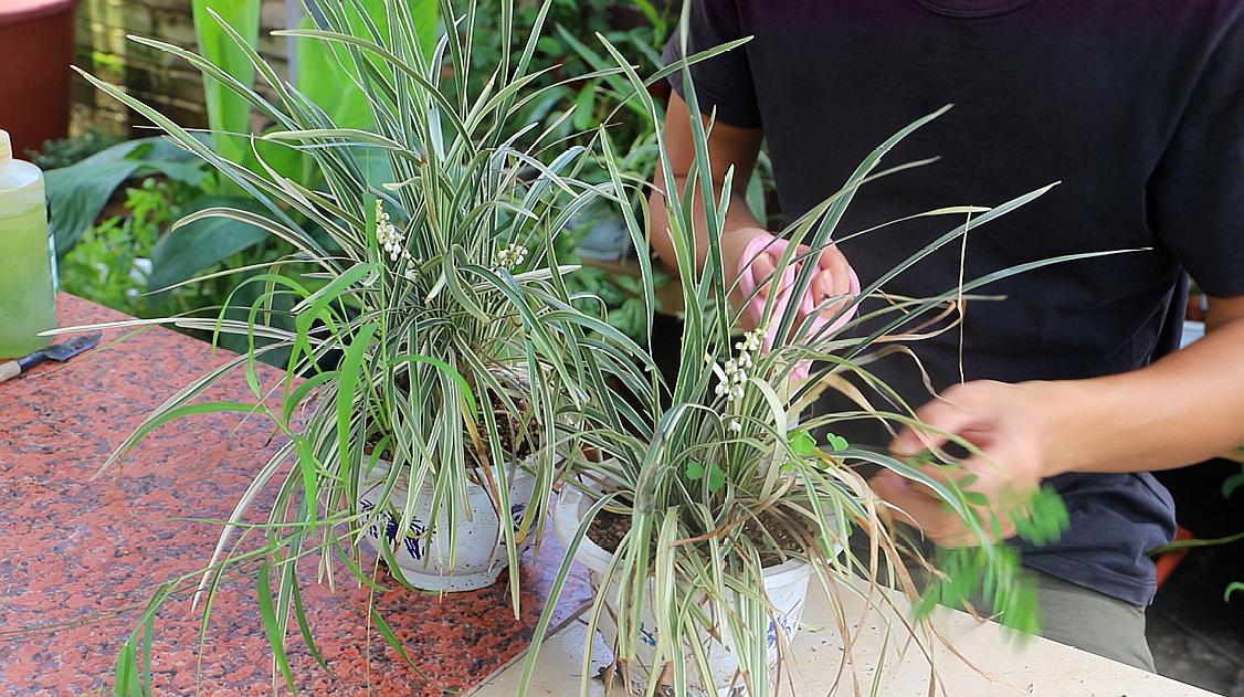 4,修剪老叶子,  02:12  来源:好看视频-吊兰养成萝卜根,长势加快,告别