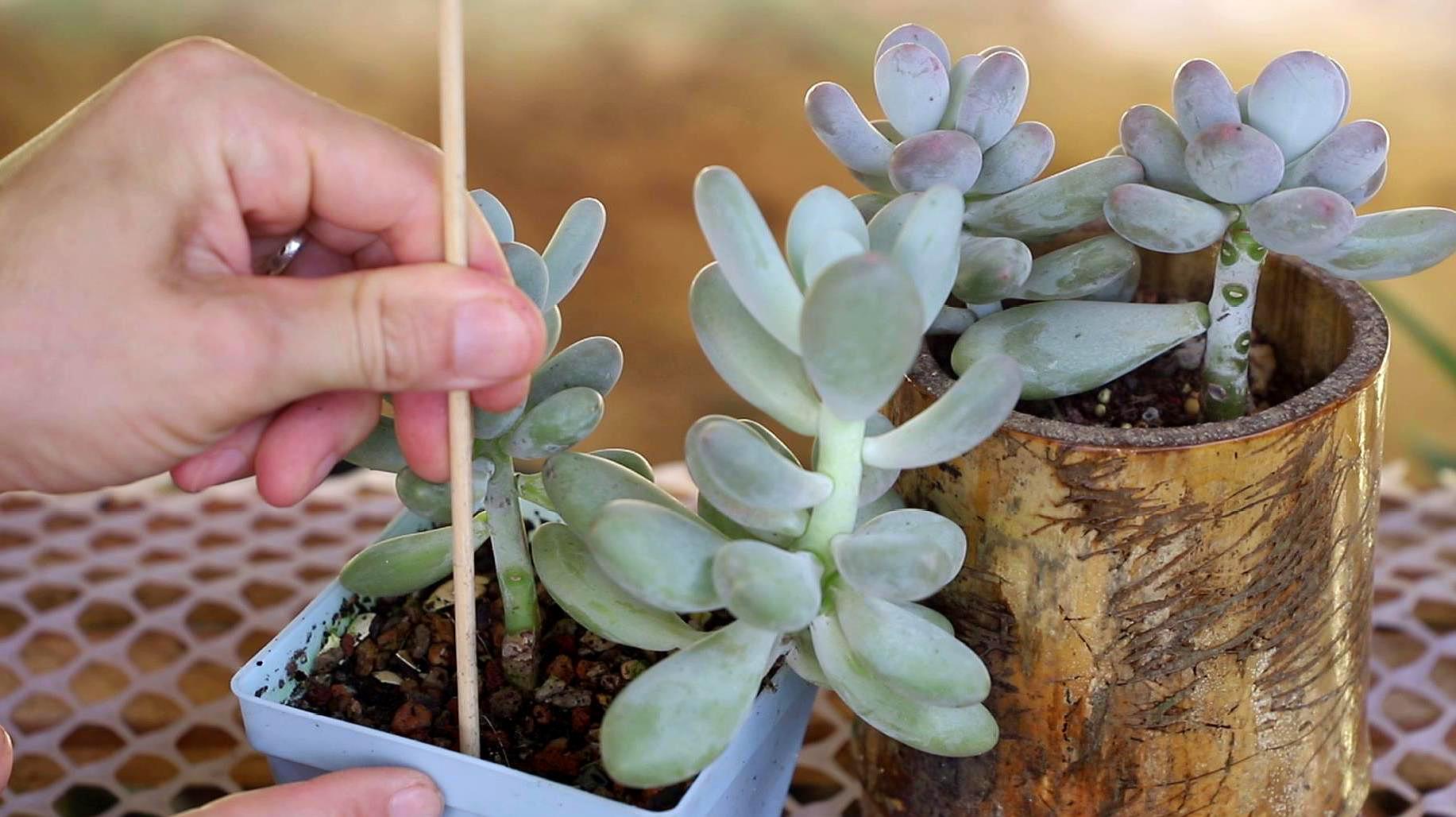 多肉植物的养殖方法和注意事项