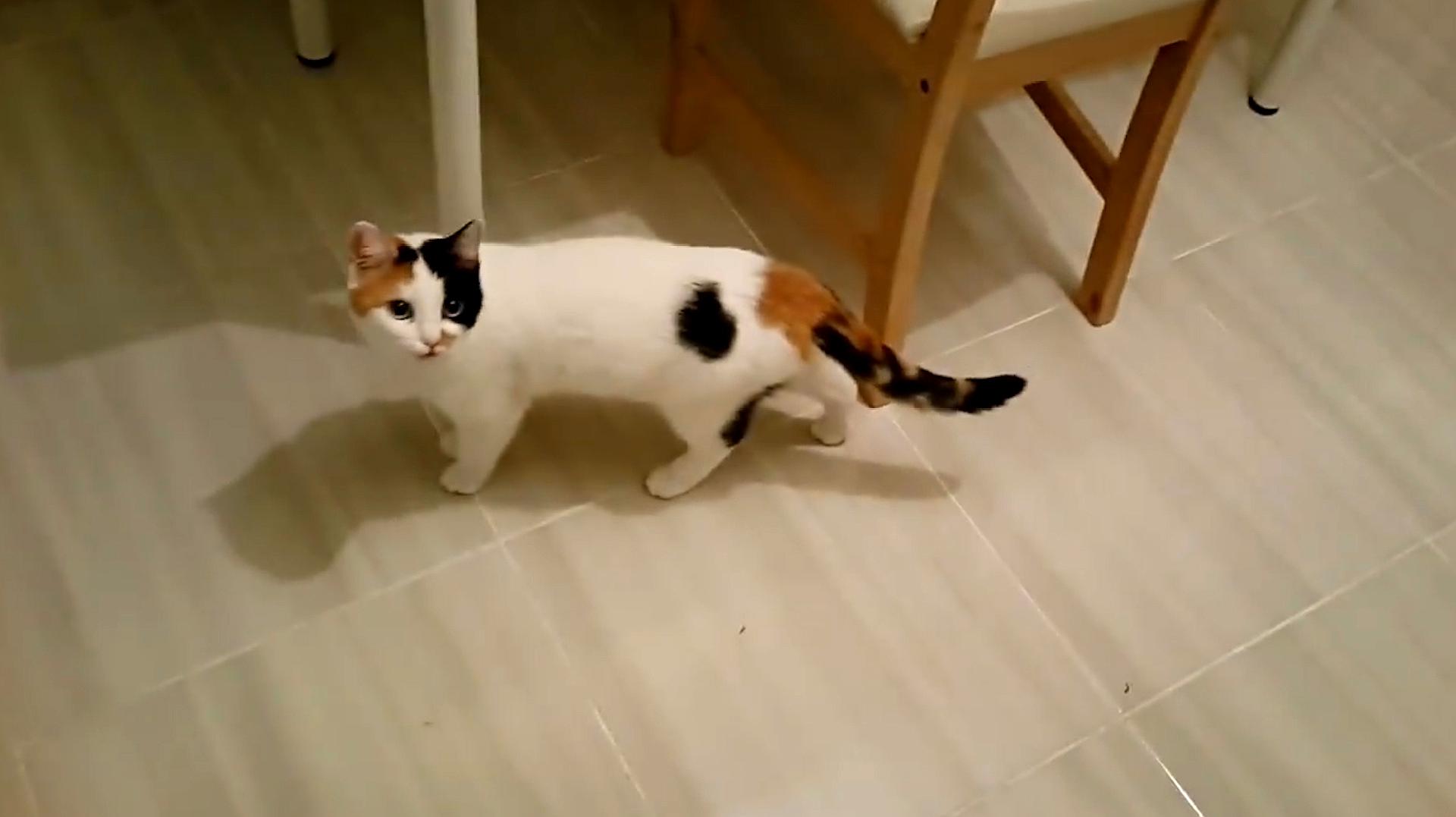 如何读懂猫的叫声语言