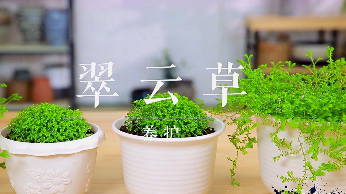 软萌耐阴的翠云草,注意这几点,室内也能养得好