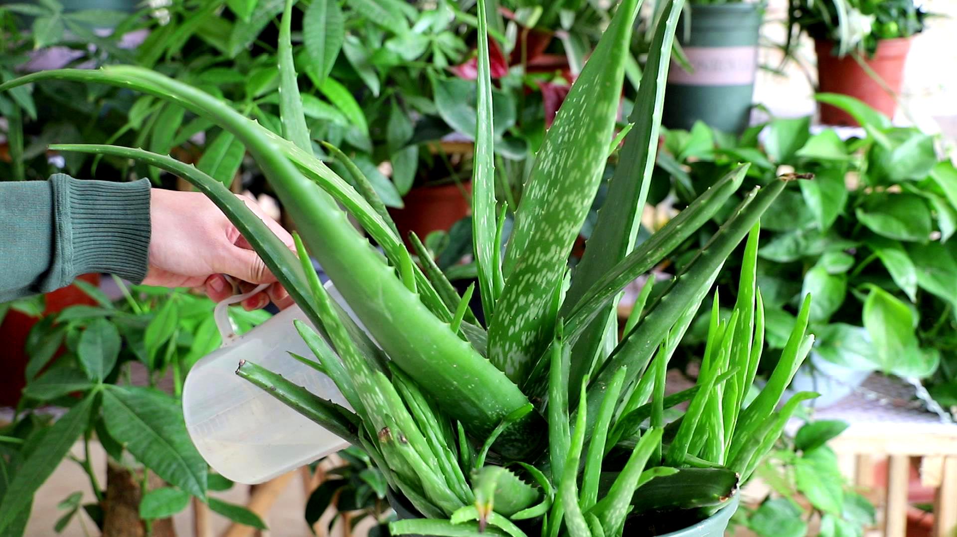 芦荟怎么养才能长得粗