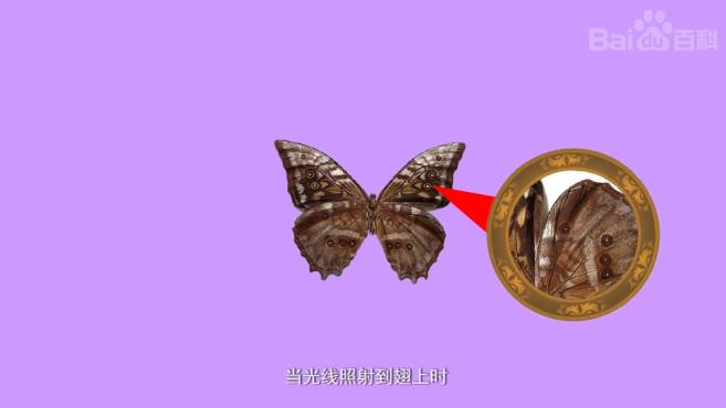 闪蝶有哪些种类?