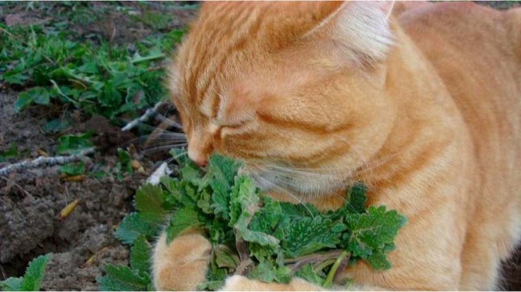仙境传说猫薄荷陨石 百度
