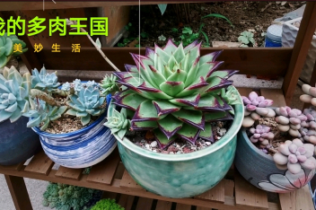 1000种多肉植物图鉴 百度视频搜索