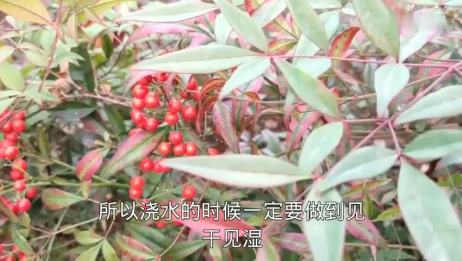 南天竹可以在室内养殖吗 又应该怎么养殖 不知道的赶紧收藏吧 爱言情