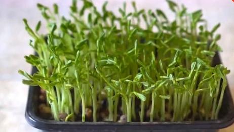家庭豌豆苗种植技术 真是足不出户就可以吃到新鲜蔬菜 爱言情