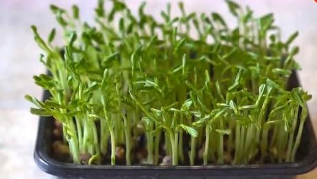 家庭豌豆苗种植技术 真是足不出户就可以吃到新鲜蔬菜 爱言情 家庭豌豆苗种植技术 真是足不出户就可以吃到新鲜蔬菜 爱言情