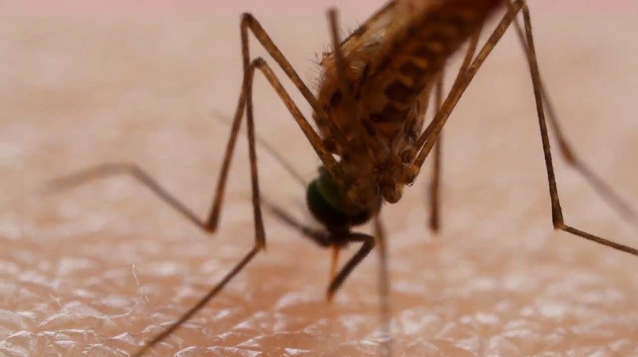 被蚊子咬浑身起鸡皮疙瘩（被蚊子咬浑身起鸡皮疙瘩怎么办）