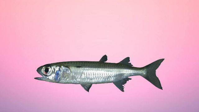 原来银汉鱼的种类还有这些