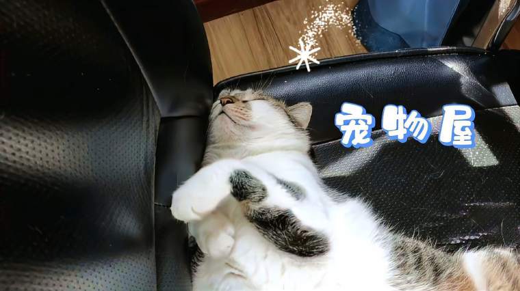 猫临死前的抽搐期 百度 猫临死前的抽搐期 百度