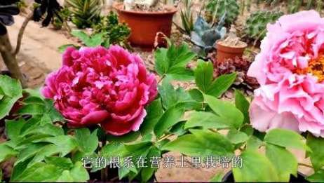 春季牡丹花 花后做好这几点 明年开花多一倍 爱言情
